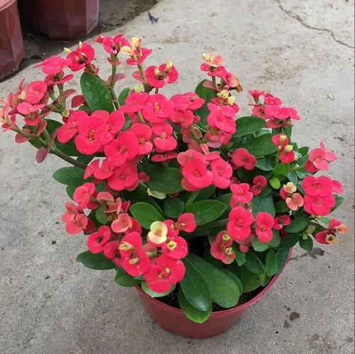 这些花喜欢沙土，花盆里放沙土，开花更多