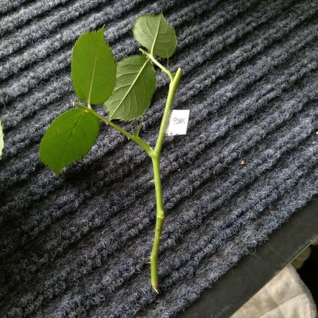 1个球切8块，丢土里就能冒芽，来年收获一大盆