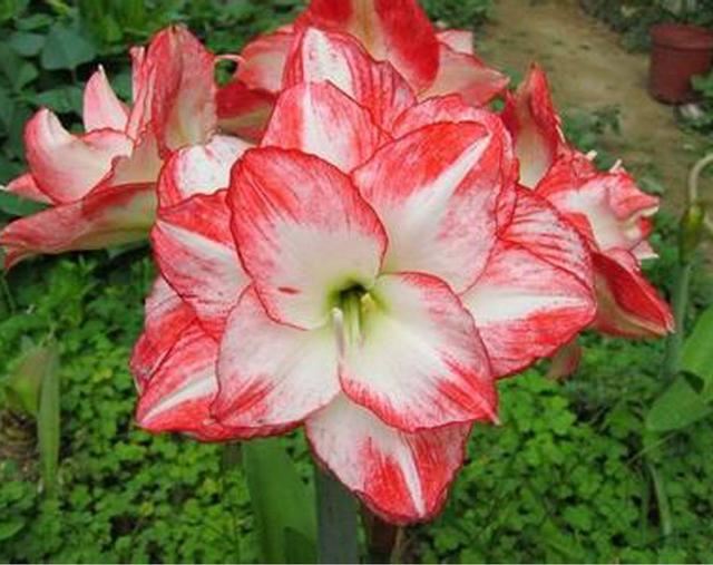 这些花喜欢沙土，花盆里放沙土，开花更多