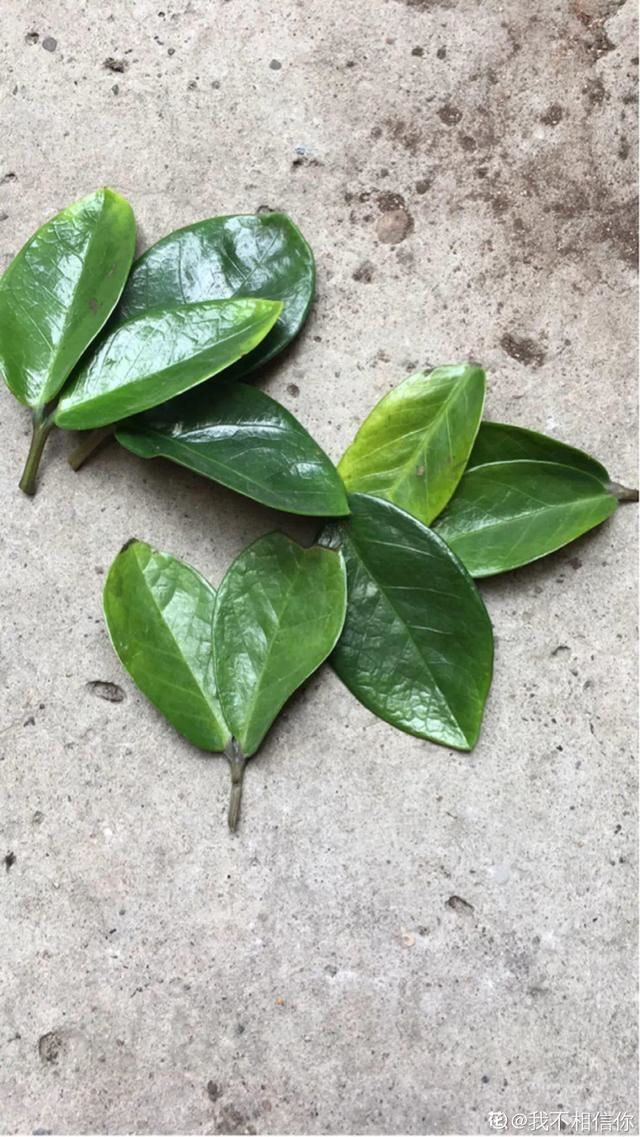 1个球切8块，丢土里就能冒芽，来年收获一大盆