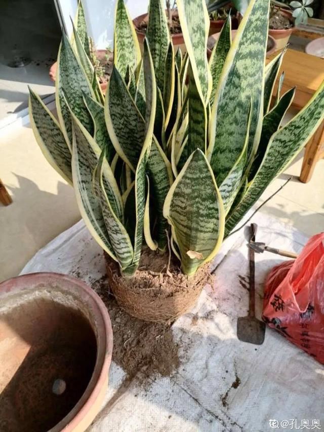 1个球切8块，丢土里就能冒芽，来年收获一大盆