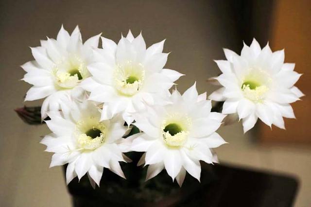 这些花喜欢沙土，花盆里放沙土，开花更多