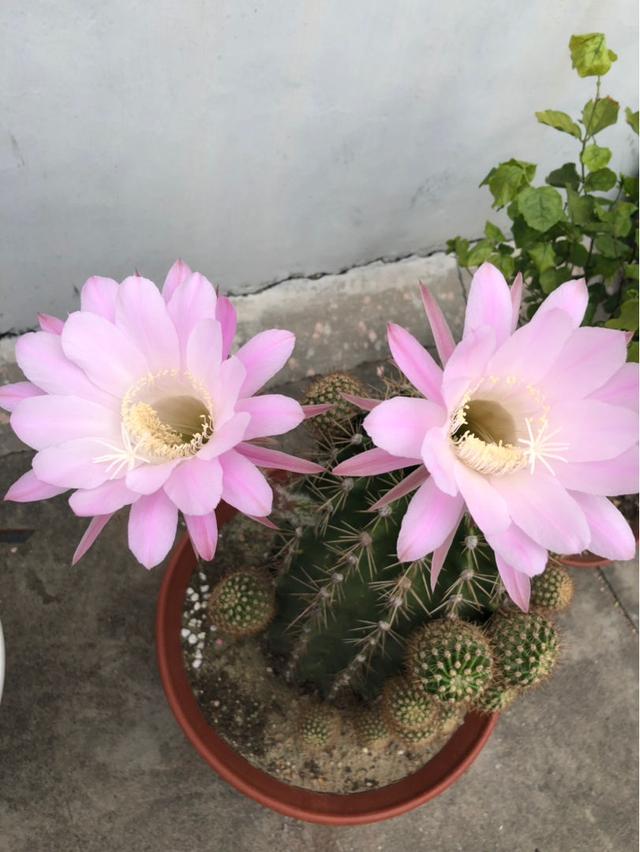 这花邻居养了三年都没开,放那没管竟开花,原来问题出在这 这花邻居养了三年都没开,放那没管竟开花,原来问题出在这