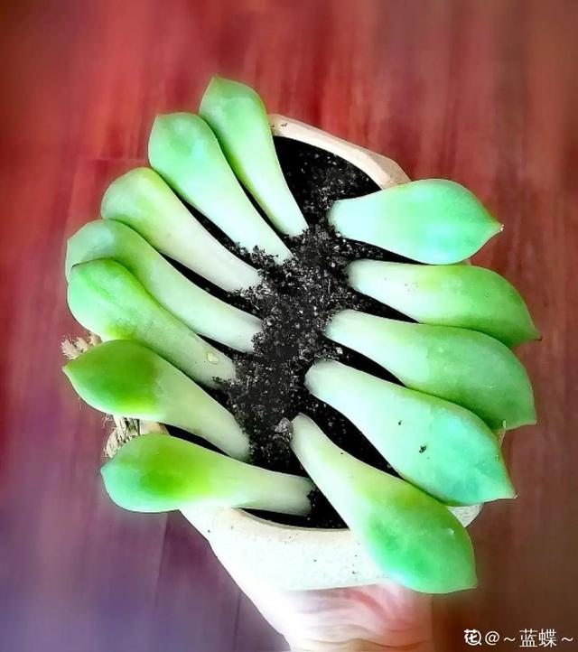 1个球切8块，丢土里就能冒芽，来年收获一大盆