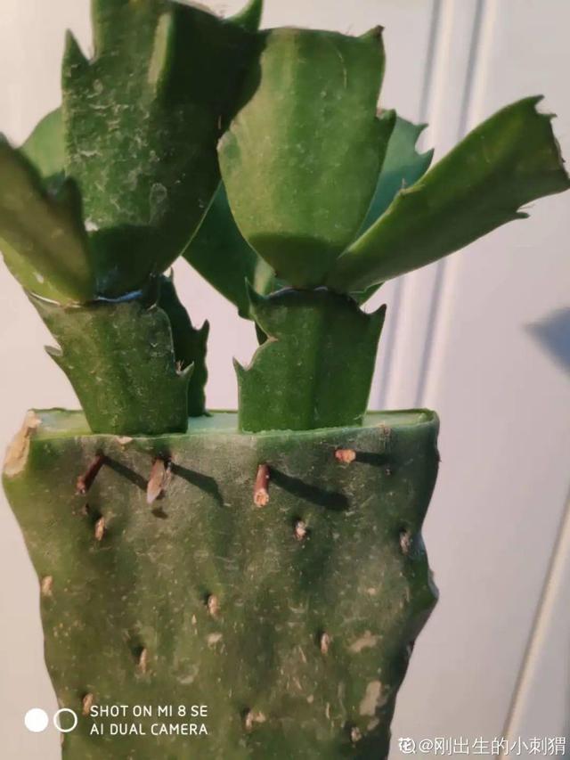 1个球切8块，丢土里就能冒芽，来年收获一大盆