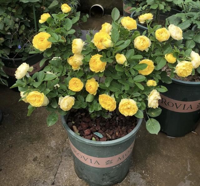 家里盆栽“花苞”不鲜艳？记得用上“2种”肥料，花又大又鲜艳