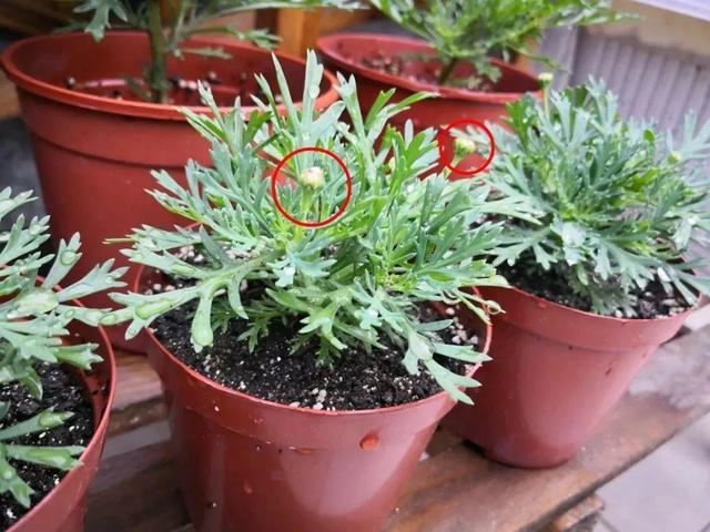 这花就要虐着养,一长高就剪,能开大半年 这花就要虐着养,一长高就剪,能开大半年