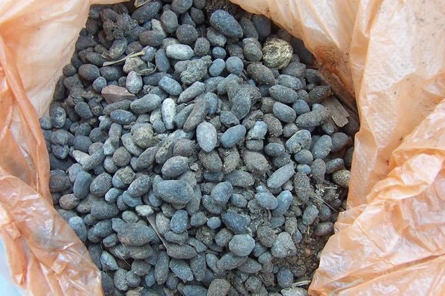 家里盆栽“花苞”不鲜艳？记得用上“2种”肥料，花又大又鲜艳