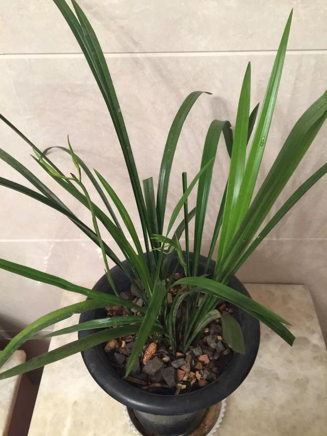 仙客来买回来没两天，叶子全都低下头，挖出来一看果然烂球了