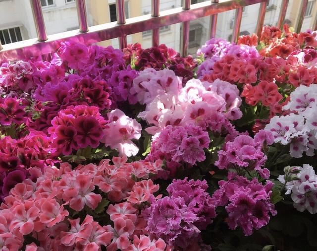 养花人都喜欢的“洋绣球”，养护简单、花量大，3个品种各有特点