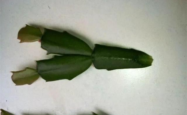 1个球切8块，丢土里就能冒芽，来年收获一大盆