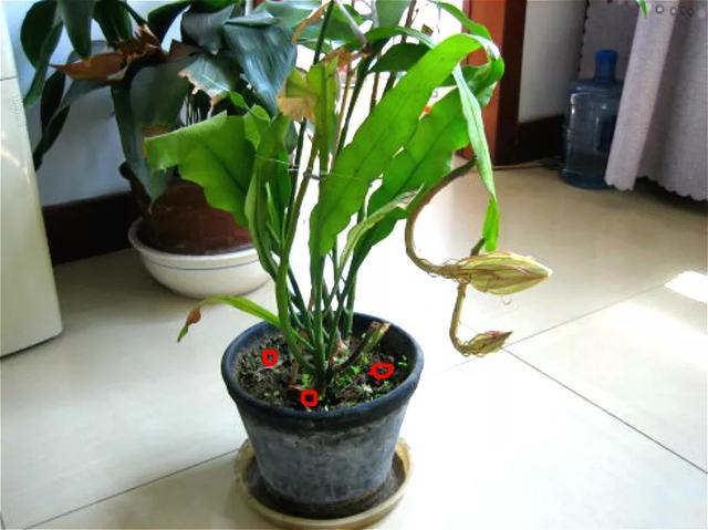 养了2年的花，一直没开，老花农一看就知道买错了