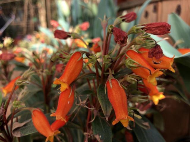 非常容易种植，花期长，花型像是张开嘴小鸟，特别可爱