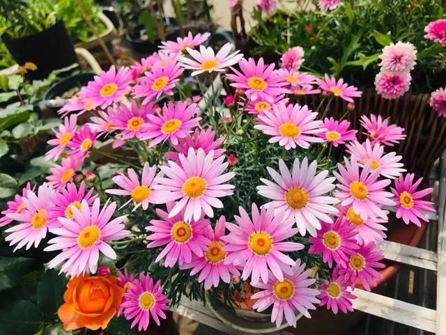 这花就要虐着养,一长高就剪,能开大半年 这花就要虐着养,一长高就剪,能开大半年