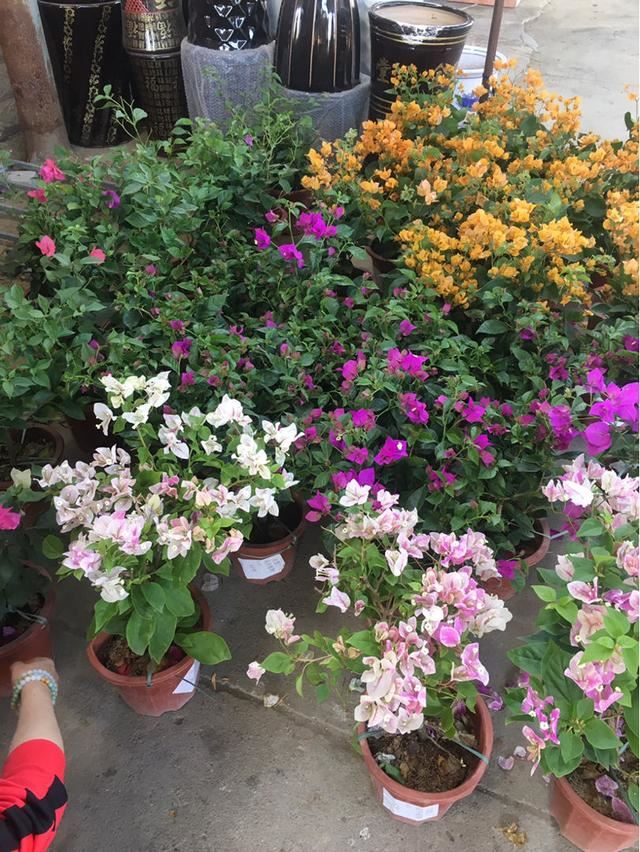 这花是耐阴花里的“小霸王”,好看好养,没光也能开爆盆 这花是耐阴花里的“小霸王”,好看好养,没光也能开爆盆