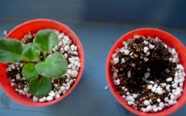 占地小、开花多，这花太好养了，还不用多晒太阳