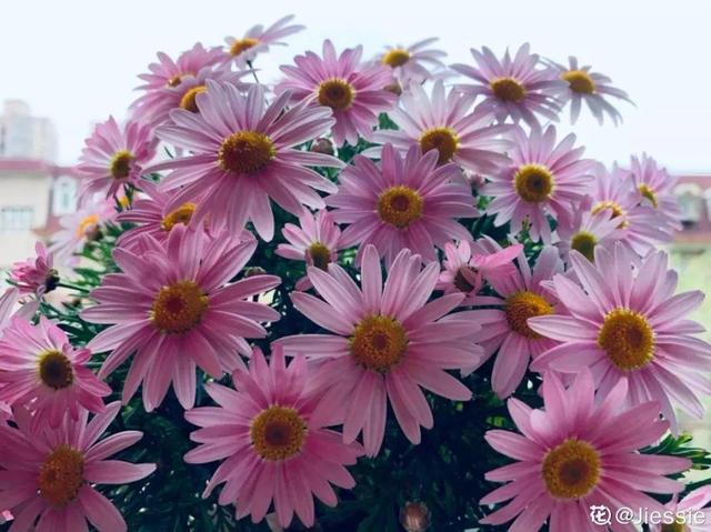 这花就要虐着养,一长高就剪,能开大半年 这花就要虐着养,一长高就剪,能开大半年