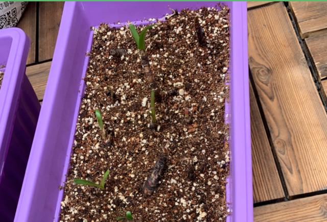 这花太能生了，一年挖出一麻袋，满院子都开花