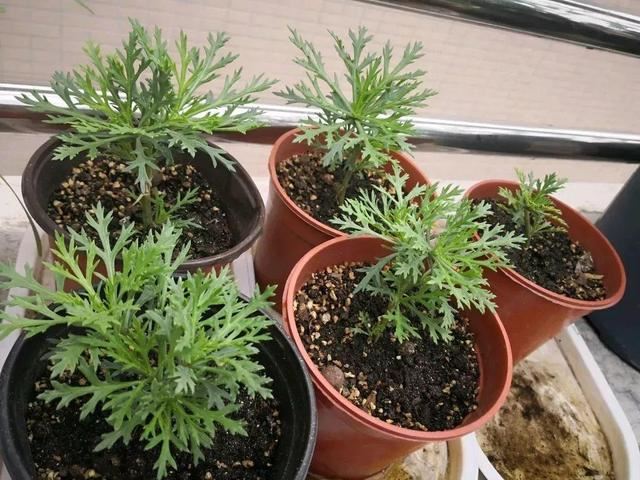 这花就要虐着养,一长高就剪,能开大半年 这花就要虐着养,一长高就剪,能开大半年