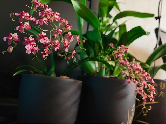 2种花，最适合懒人种，北阳台也能开爆盆