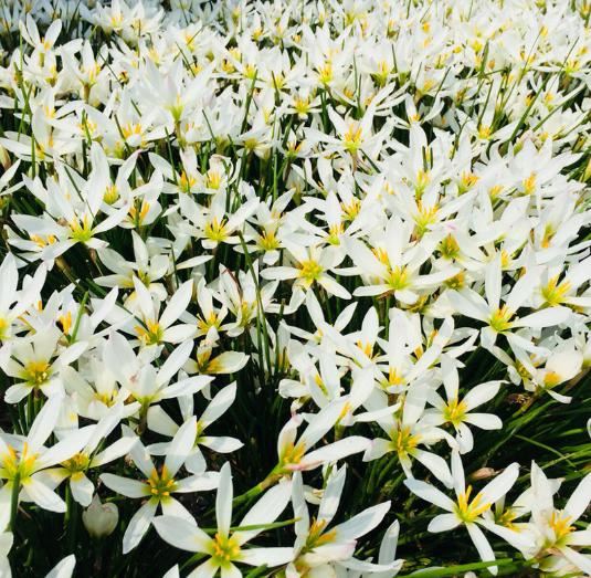 这花太能生了，一年挖出一麻袋，满院子都开花