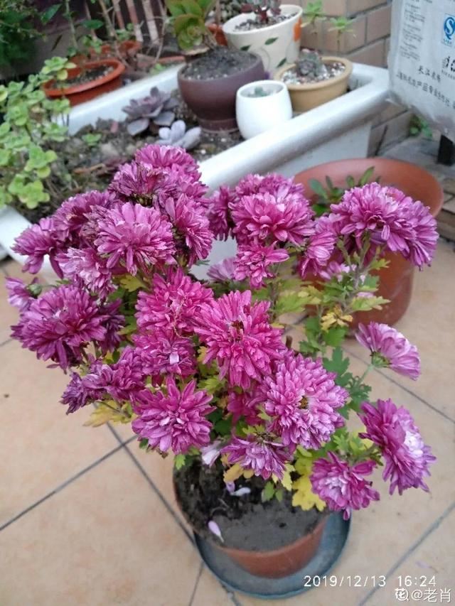 仙客来买回来没两天，叶子全都低下头，挖出来一看果然烂球了