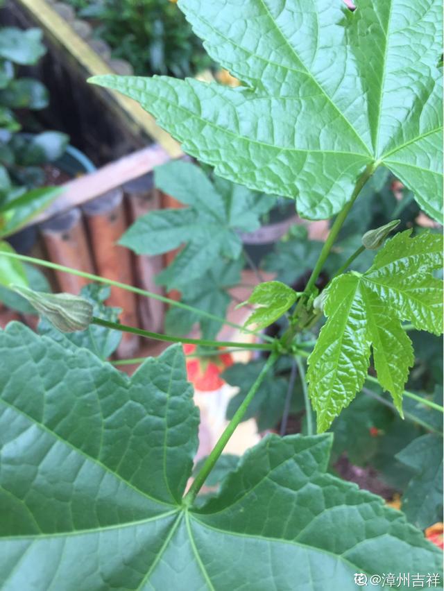 这花开花像小铃铛，一年能开5个月，真“超长待机”