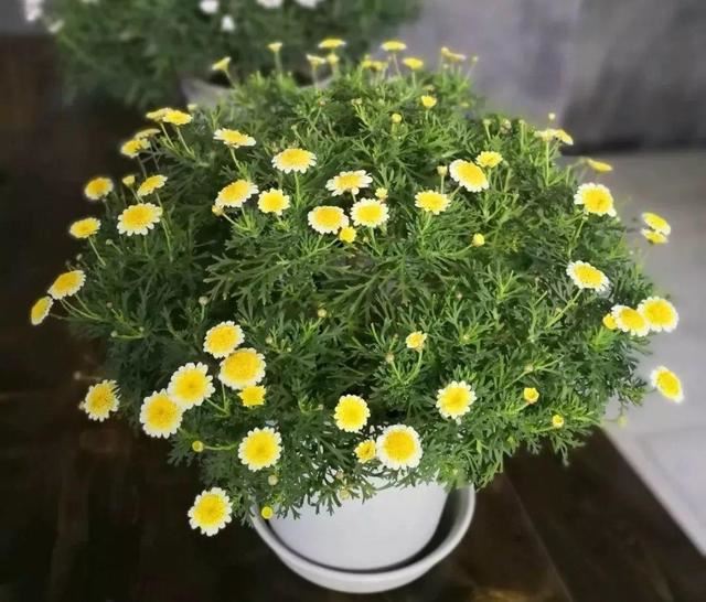 这花就要虐着养,一长高就剪,能开大半年 这花就要虐着养,一长高就剪,能开大半年