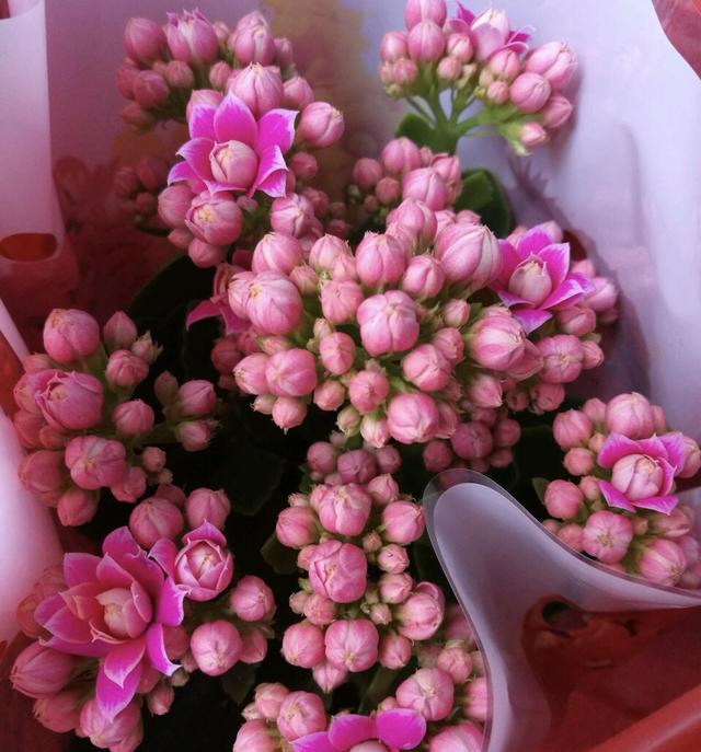 家里盆栽“花苞”不鲜艳？记得用上“2种”肥料，花又大又鲜艳