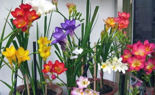 栽种一盆香雪兰，开花艳丽，一开花满屋飘香，新手都能养爆盆