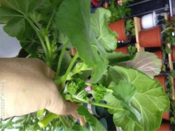 这花开完别剪,留个种最金贵,撒下能活一大片 这花开完别剪,留个种最金贵,撒下能活一大片