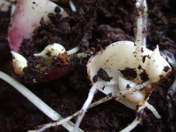 1个球切8块，丢土里就能冒芽，来年收获一大盆