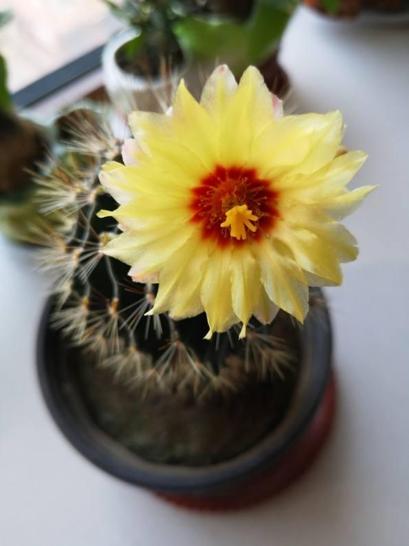 这花邻居养了三年都没开,放那没管竟开花,原来问题出在这 这花邻居养了三年都没开,放那没管竟开花,原来问题出在这