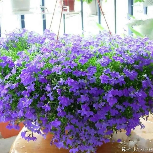 1个球切8块，丢土里就能冒芽，来年收获一大盆