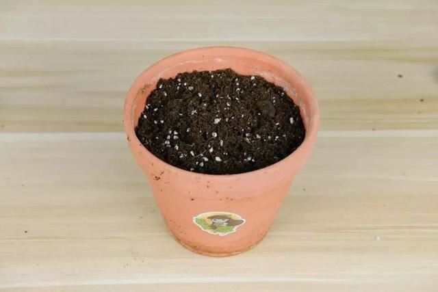 这花就要虐着养,一长高就剪,能开大半年 这花就要虐着养,一长高就剪,能开大半年