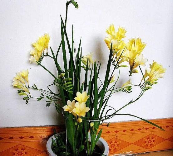 栽种一盆香雪兰，开花艳丽，一开花满屋飘香，新手都能养爆盆