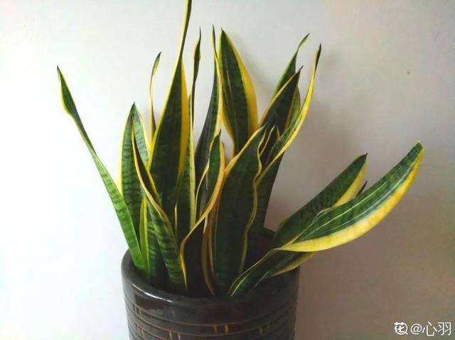 1个球切8块，丢土里就能冒芽，来年收获一大盆