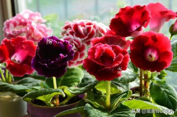 家里光线又暗又黑怎么办？4种耐阴花卉供你选，总有一款适合你家