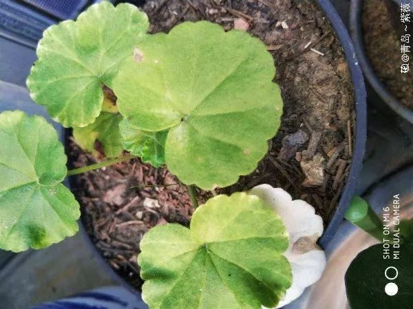 这花开完别剪,留个种最金贵,撒下能活一大片 这花开完别剪,留个种最金贵,撒下能活一大片