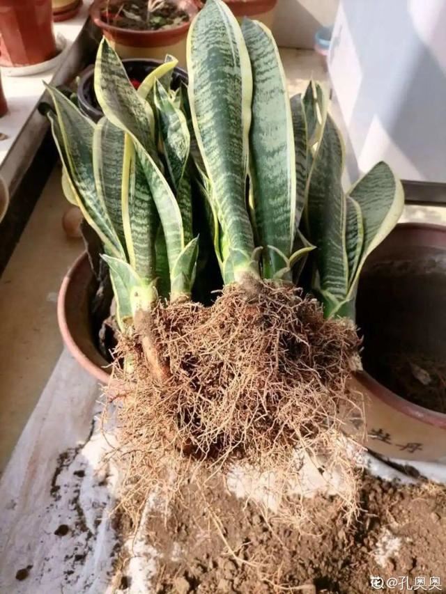 1个球切8块，丢土里就能冒芽，来年收获一大盆