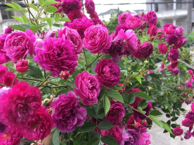 家里盆栽“花苞”不鲜艳？记得用上“2种”肥料，花又大又鲜艳