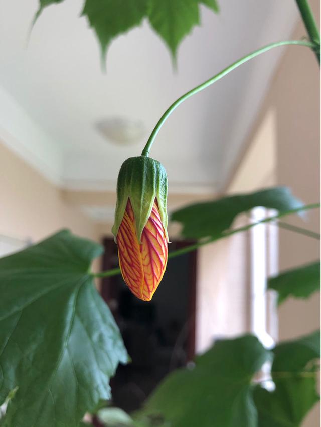 这花开花像小铃铛，一年能开5个月，真“超长待机”