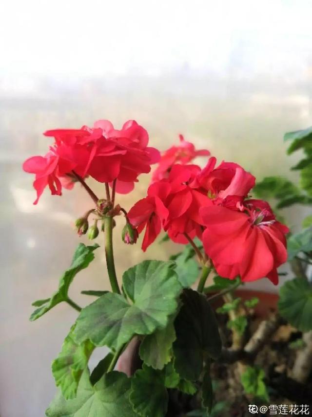 这花开完别剪,留个种最金贵,撒下能活一大片 这花开完别剪,留个种最金贵,撒下能活一大片