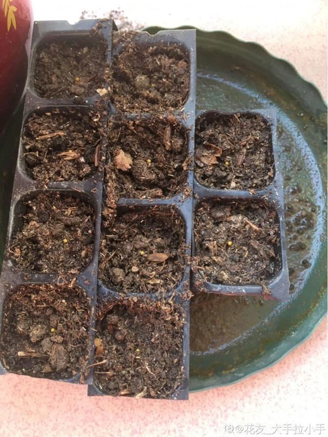 1个球切8块，丢土里就能冒芽，来年收获一大盆