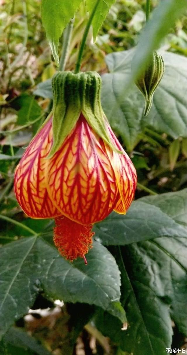 这花开花像小铃铛，一年能开5个月，真“超长待机”