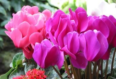 家里盆栽“花苞”不鲜艳？记得用上“2种”肥料，花又大又鲜艳