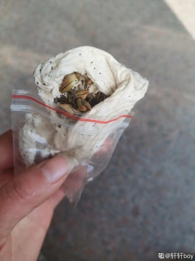 1个球切8块，丢土里就能冒芽，来年收获一大盆