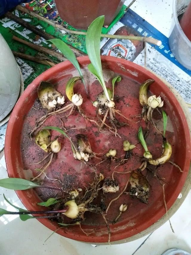 1个球切8块，丢土里就能冒芽，来年收获一大盆