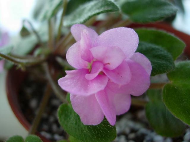 占地小、开花多，这花太好养了，还不用多晒太阳