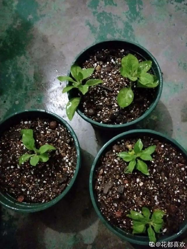 1个球切8块，丢土里就能冒芽，来年收获一大盆